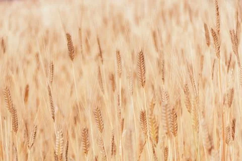 Texture field wheat ears Stock Photos