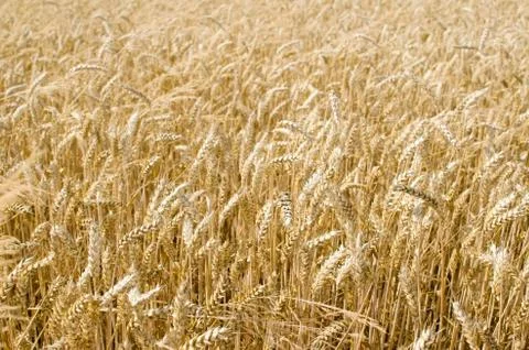 Texture of a field with wheat in. Stock Photos