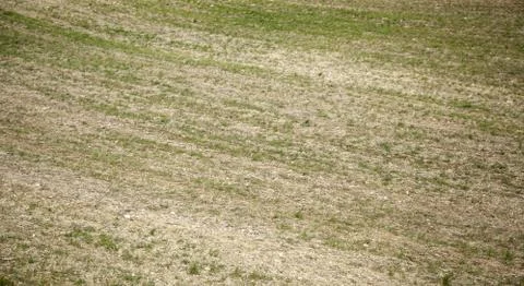 Texture of fields in nature, landscape and ecology Stock Photos