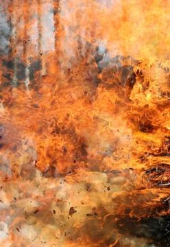 Texture flame from forest fire. Wildfire burning tree Stock Photos