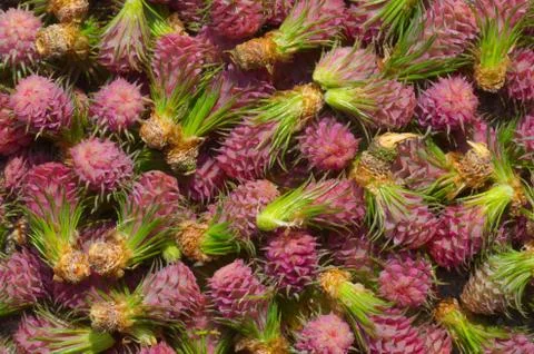 Texture flower cones Stock Photos