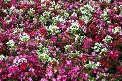 Texture of flowers Stockfoto's