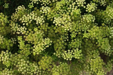 Texture of flowers. Stock Photos