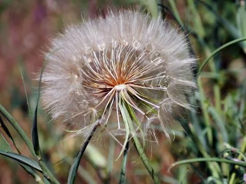 Texture of the fluff of dandelion, summer Stock Photos