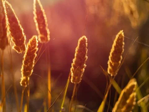 Texture of Fluffy ears of corn at sunset 库存照片