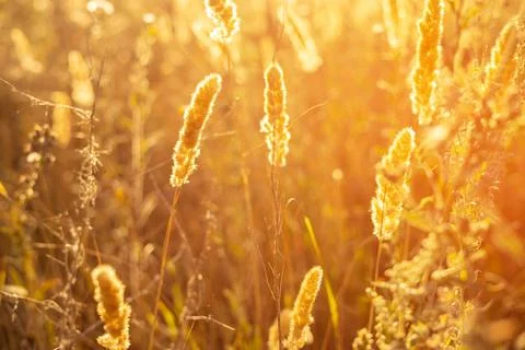 Texture of Fluffy ears of corn at sunset 库存照片
