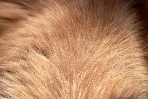 Texture of fluffy gray fur. close-up, macro Stock Photos