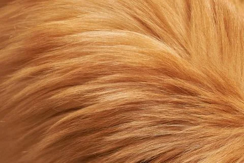 Texture of fluffy red fur. close-up, macro Stock Photos