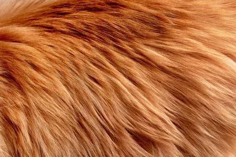 Texture of fluffy red fur. close-up, macro Stock Photos