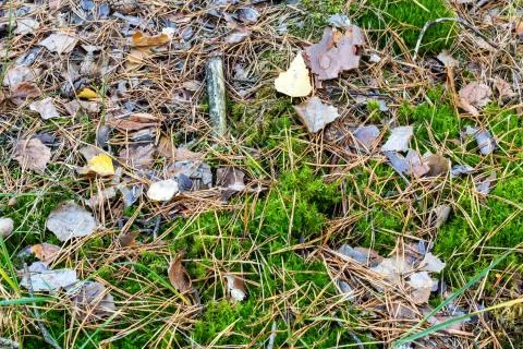 The texture of the forest trail. Moss, fallen needles and leaves, bark. Stock-Fotos