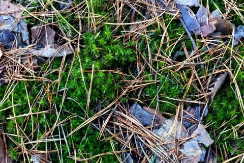 The texture of the forest trail. Moss, fallen needles and leaves, bark. Foto stock