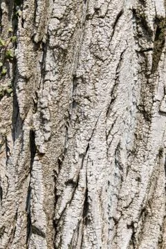 Texture formed by the bark of an old tree Foto stock