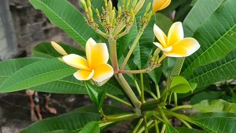 The texture of frangipani flowers that bloom and sway on the tree Stock Footage 220530660