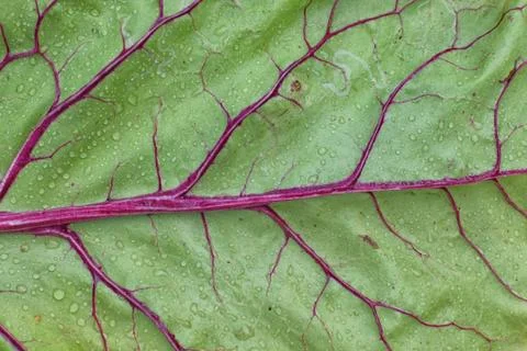 Texture of fresh green beet leaf with red vein Stock Photos