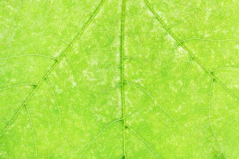 Texture of fresh green maple leaf close up Stock Photos