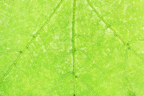 Texture of fresh green maple leaf close up natural background - texture of... Stock Photos