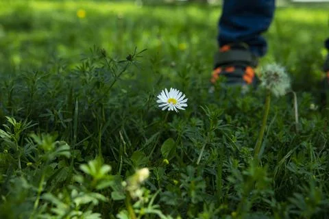 Texture of fresh green spring grass with blooming yellow and white dandelions Stock Photos