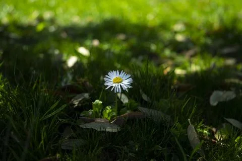 Texture of fresh green spring grass with blooming yellow and white dandelions Stock Photos