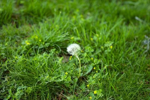 Texture of fresh green spring grass with blooming yellow and white dandelions Stock Photos