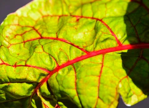 The texture of the fresh leaf beet with red streaks and drops of dew Foto stock