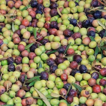 Texture of fresh olives right from the tree Stock Photos