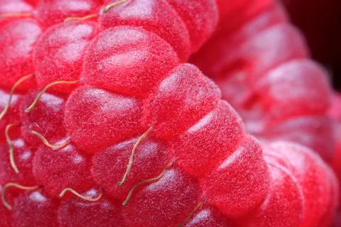 Texture of fresh ripe raspberry, macro view Stock Photos