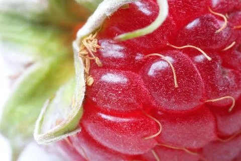 Texture of fresh ripe raspberry, macro view Stock Photos