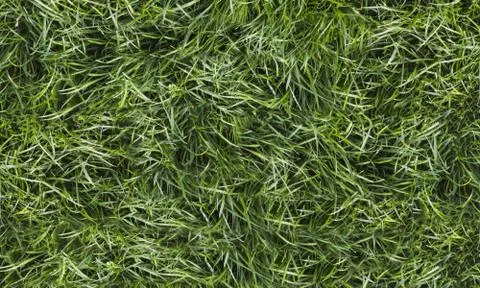 Texture fresh spring grass field Photo background Stock Photos
