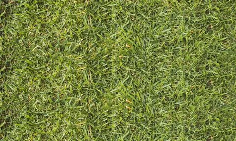 Texture fresh spring grass field Photo background Stock Photos