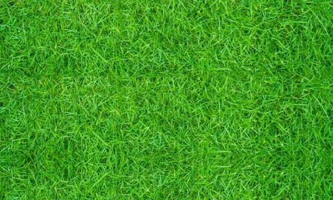 Texture fresh spring grass field Photo background Foto stock