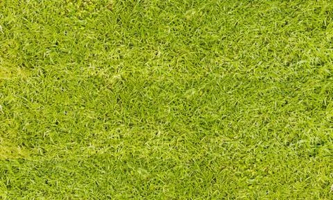 Texture fresh spring grass field Photo background Stock Photos