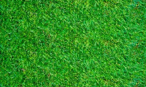 Texture fresh spring grass field Photo background Foto stock