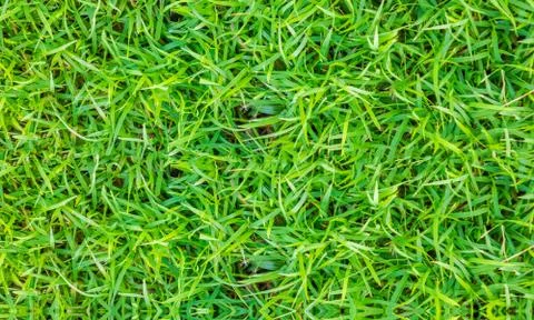 Texture fresh spring grass field Photo background Stock Photos