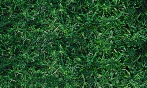 Texture fresh spring grass field Photo background Stock Photos