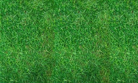 Texture fresh spring grass field Photo background Foto stock