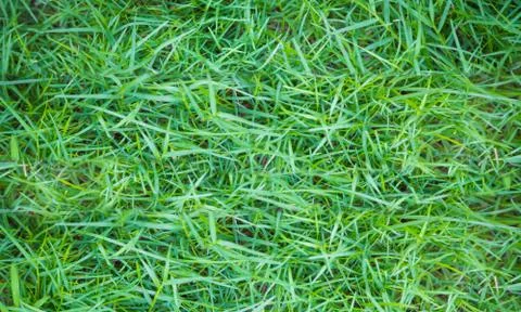 Texture fresh spring grass field Photo background Stock Photos