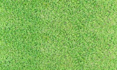 Texture fresh spring grass field Photo background Stock Photos