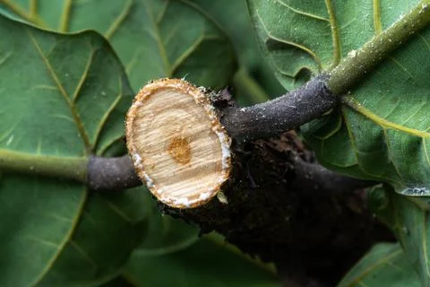 Texture of fresh tree bench cutting by electric chainsaw. Stock Photos