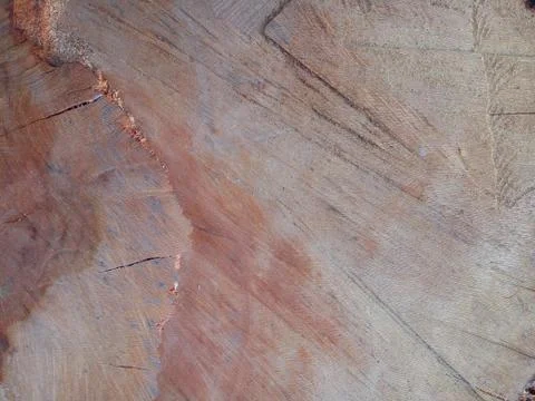 Texture of a freshly chopped tree Stock Photos