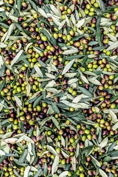 Texture of freshly harvested olive Foto stock