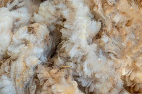Texture of freshly sheared sheep wool Stock Photos