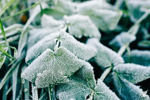 Texture of frost close-up on the grass selective focus on plants Stock Photos