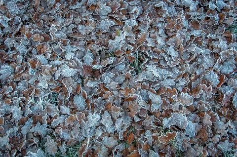 Texture of frozen leafs in the grass Stock Photos