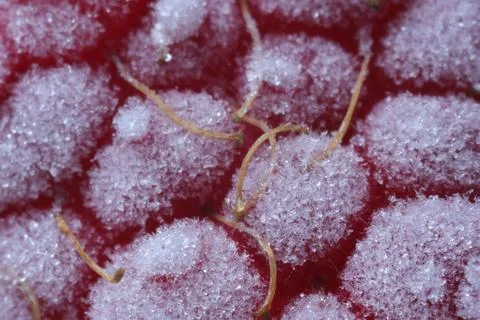 Texture of frozen ripe raspberry, macro view Stock Photos