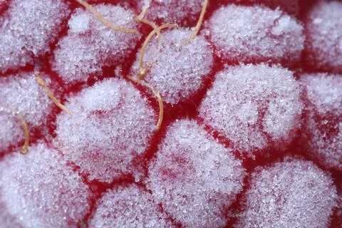 Texture of frozen ripe raspberry, macro view Stock Photos