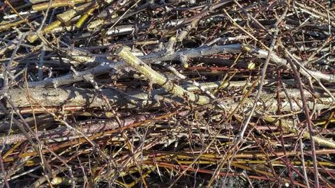 Texture of fruit tree branches cut in spring Stock Photos