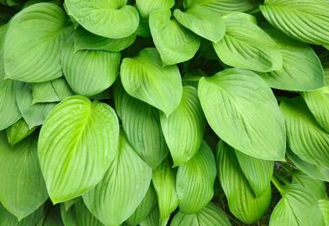 Texture-full leaves background Stock Photos