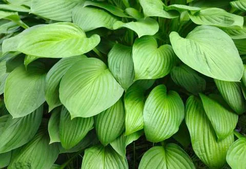 Texture-full leaves background Stock Photos