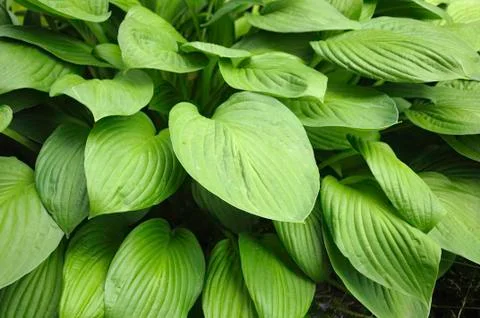 Texture-full leaves background Stock Photos