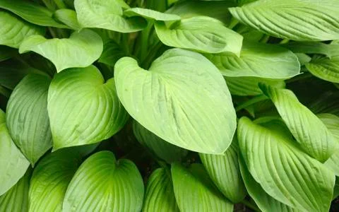 Texture-full leaves background Foto stock